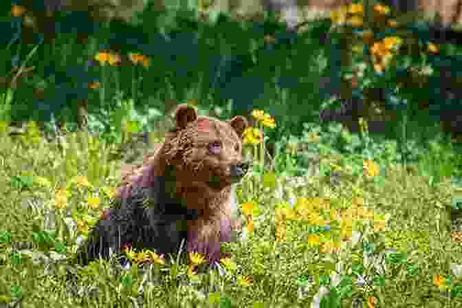 A Colorful, Whimsical Illustration Of The One Of A Kind Bear Sitting Amidst A Meadow Of Wildflowers The Real Winnie: A One Of A Kind Bear