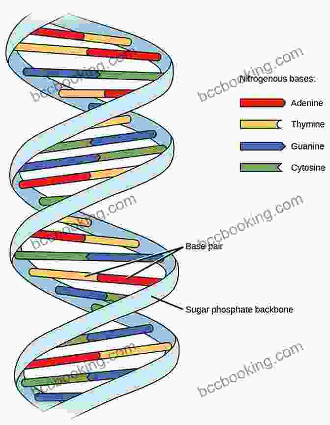 A Diagram Showing The Similarities Between Human DNA And The DNA Of Other Species In The Universe The Genesis Race: Our Extraterrestrial DNA And The True Origins Of The Species