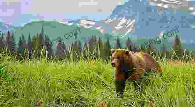 A Grizzly Bear Standing In A Clearing In The Alaskan Wilderness Shadows On The Koyukuk: An Alaskan Native S Life Along The River
