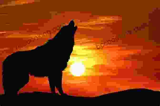 A Majestic Wolf Howling Against The Backdrop Of A Vibrant Sunset Wolf S Message Suzanne Giesemann