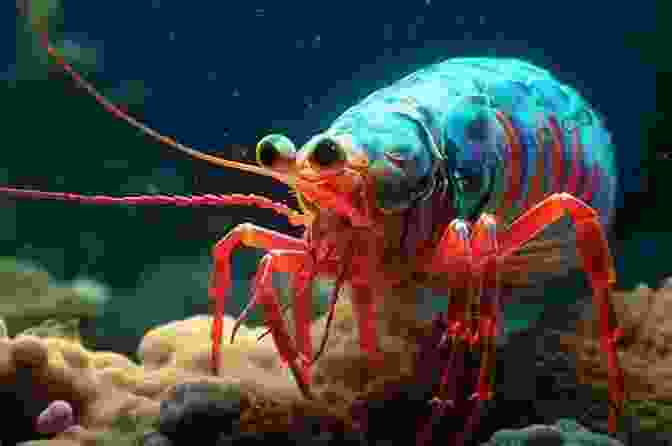 A Mantis Shrimp, With Its Vibrant Colors And Powerful Claws, Captures The Attention Of Young Explorers. Out Of The Blue Young Reader S Edition