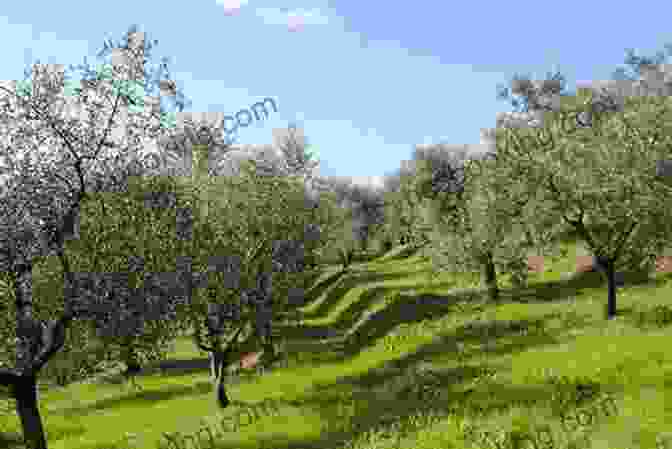 A Picturesque View Of An Olive Grove In Italy Love In A Tuscan Kitchen: Savoring Life Through The Romance Recipes And Traditions Of Italy