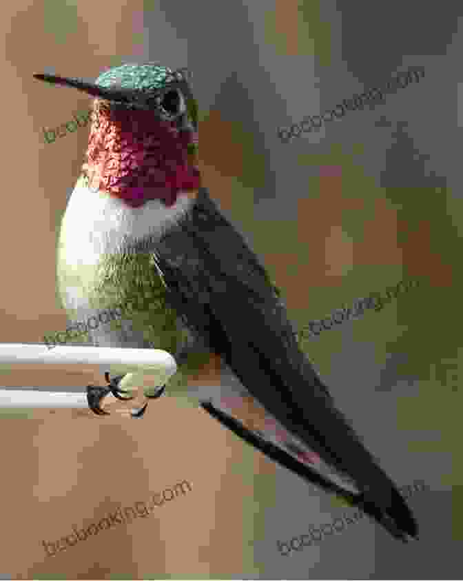 A Ruby Throated Hummingbird Fastest Things On Wings: Rescuing Hummingbirds In Hollywood