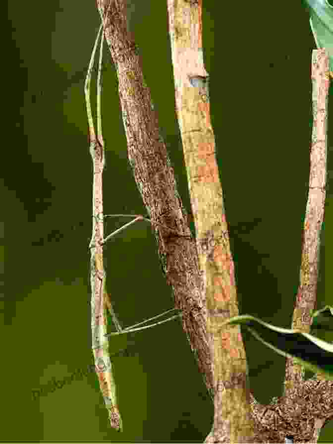 A Stick Insect, Master Of Camouflage, Mimicking Its Surroundings. Innumerable Insects: The Story Of The Most Diverse And Myriad Animals On Earth (Natural Histories)