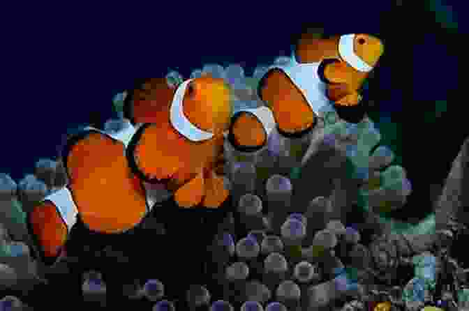 A Vibrant Clownfish, Its Body Adorned With Both Male And Female Coloration, Representing The Fluidity Of Gender In The Animal Kingdom Queer Ducks (and Other Animals): The Natural World Of Animal Sexuality