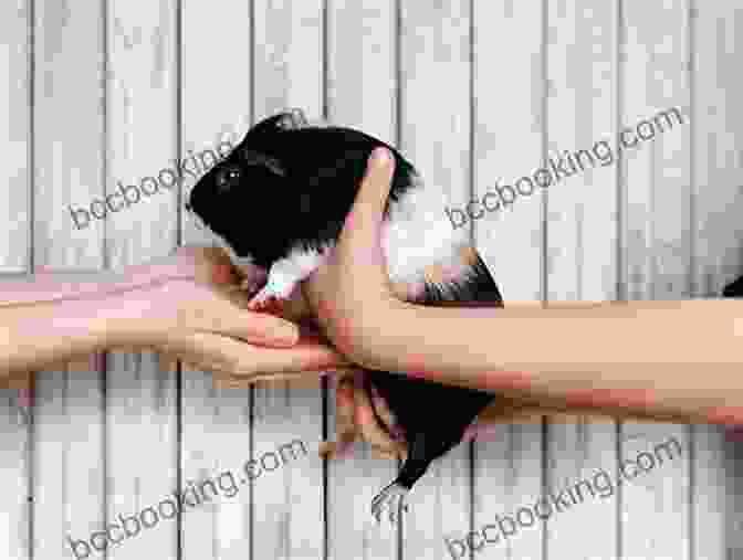 A Woman Gently Holding A Guinea Pig Great Big Guinea Pigs Susan L Roth