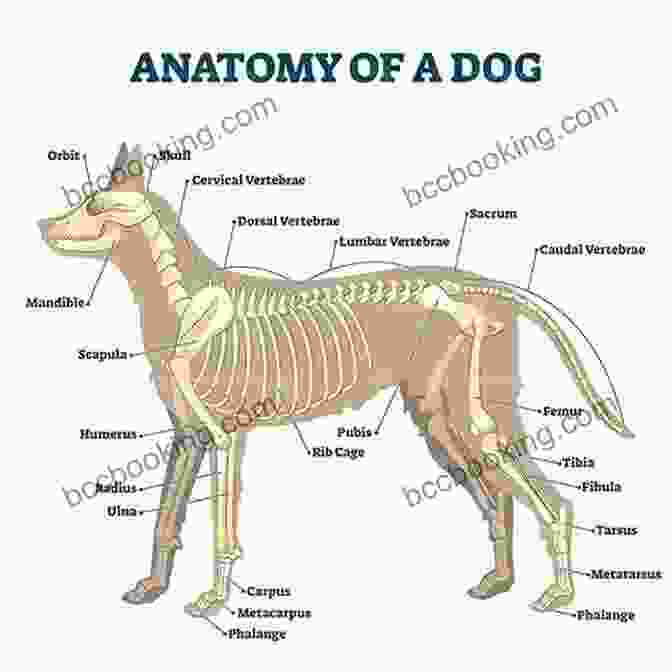 Diagram Of Dog Anatomy For Sketching How To Draw: Dogs: In Simple Steps