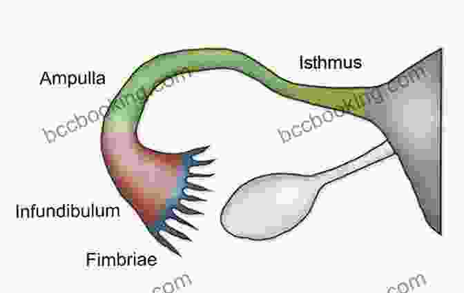 Diagram Of The Fallopian Tube The Fallopian Tube In Infertility And IVF Practice (Cambridge Medicine (Hardcover))