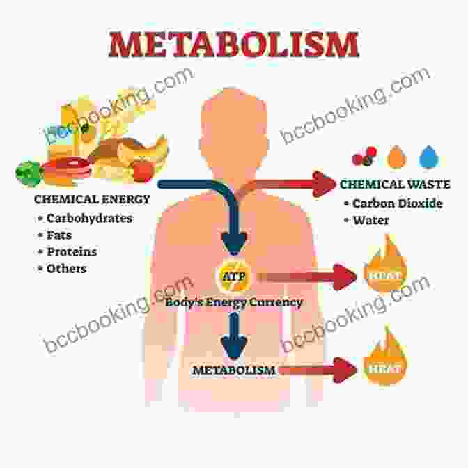 Fat Burning Metabolism Process Summary Analysis Of Fast This Way: Burn Fat Heal Inflammation And Eat Like The High Performing Human You Were Meant To Be A Guide To Dave Asprey S