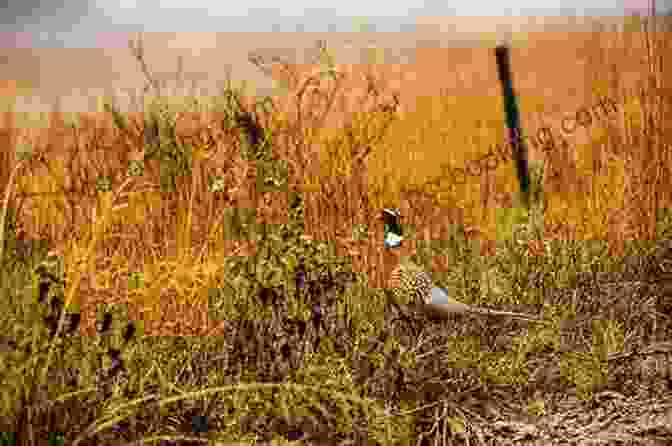 Hunter Observing A Pheasant In A Field Game Birds And Gun Dogs: True Stories Of Hunting Grouse Quail Pheasant And Waterfowl In North America