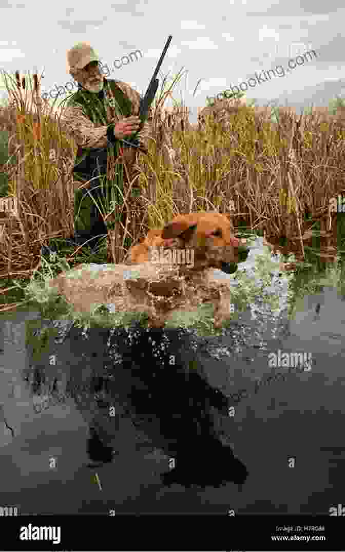 Hunter Retrieving A Waterfowl From A Marsh Game Birds And Gun Dogs: True Stories Of Hunting Grouse Quail Pheasant And Waterfowl In North America