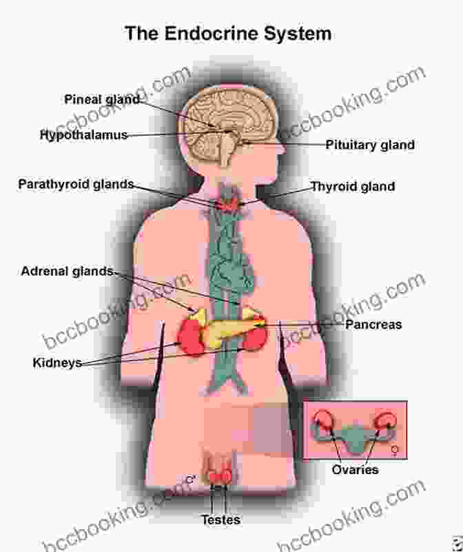 Image Of The Human Endocrine System Anatomy And Physiology Quick Review For Premed Student (Quick Review Notes)