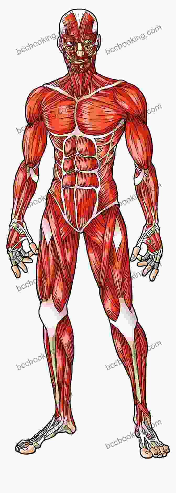 Image Of The Human Muscular System Anatomy And Physiology Quick Review For Premed Student (Quick Review Notes)