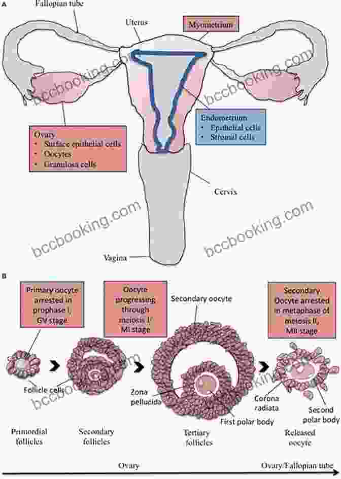 Image Of The Human Reproductive System Anatomy And Physiology Quick Review For Premed Student (Quick Review Notes)