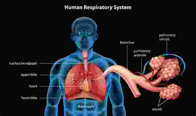 Image Of The Human Respiratory System Anatomy And Physiology Quick Review For Premed Student (Quick Review Notes)