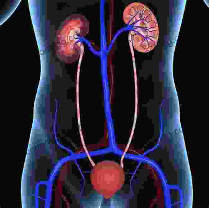 Image Of The Human Urinary System Anatomy And Physiology Quick Review For Premed Student (Quick Review Notes)