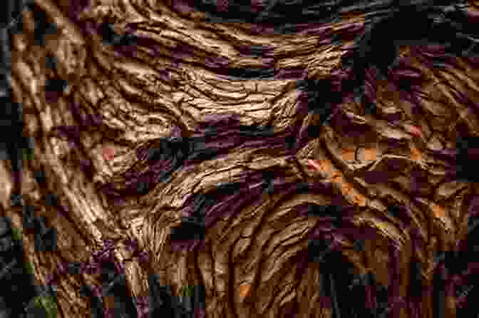 Macro Photograph Of A Tree's Bark, Showcasing Its Intricate Patterns And Textures Intimate Landscapes Erica Davies