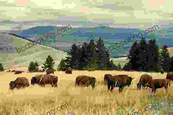 Magnificent Bison Herd Grazing On The Great Plains The Long Hunt: Death Of The Buffalo East Of The Mississippi
