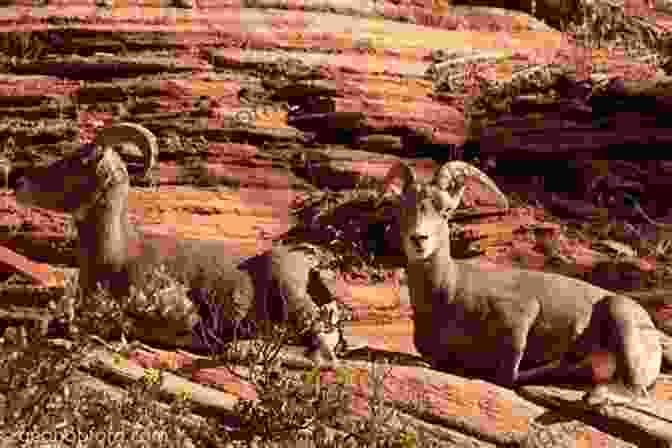 Majestic Bighorn Sheep Grazing On A Plateau Cliff, With The Dramatic Backdrop Of Canyons And Mesas River Notes: A Natural And Human History Of The Colorado