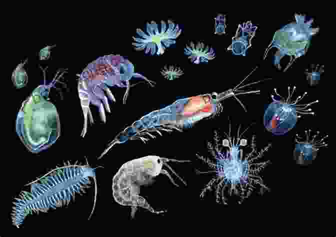 Microscopic Zooplankton, Tiny Creatures That Drift In The Ocean Currents. Innumerable Insects: The Story Of The Most Diverse And Myriad Animals On Earth (Natural Histories)