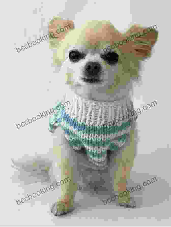 Ozark Nomad Patterns: Little Diva Chihuahua Shrug, A Charming Knitted Accessory For Your Beloved Pet Ozark Nomad Patterns Little Diva Chihuahua Shrug (Ozark Nomad Knitting Patterns 2)