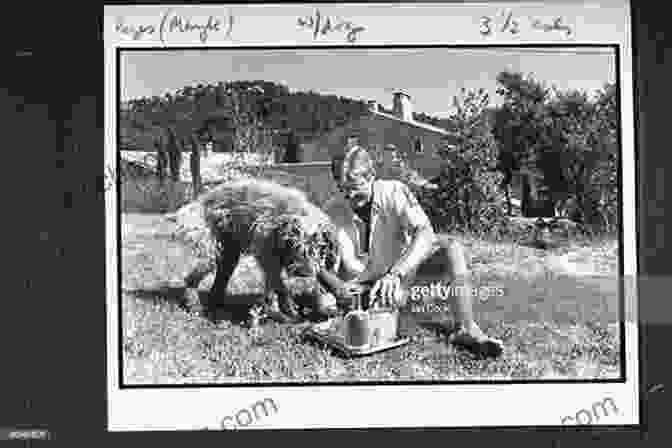 Peter Mayle With His Labrador Puppies A Dog S Life Peter Mayle