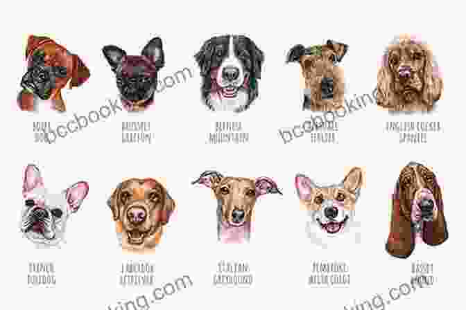 Sketches Of Different Dog Breeds How To Draw: Dogs: In Simple Steps